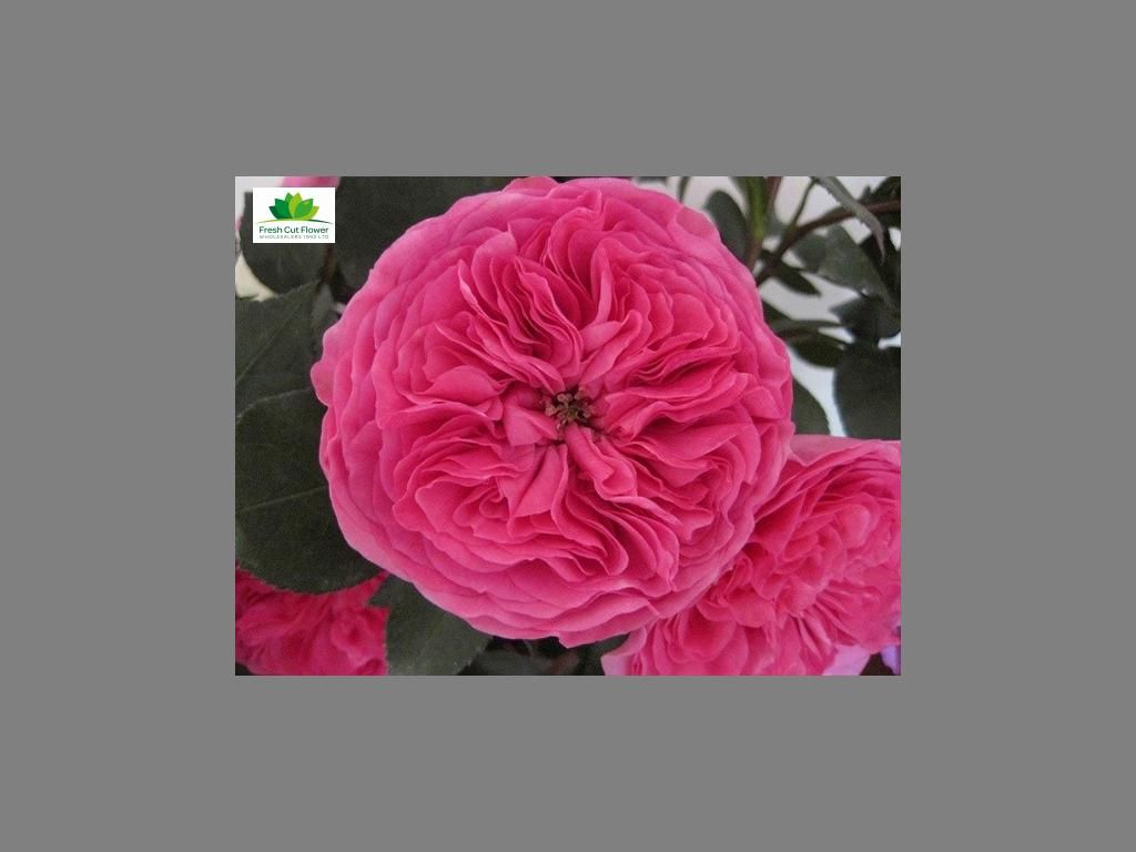 Colombian Garden Rose - Baronesse