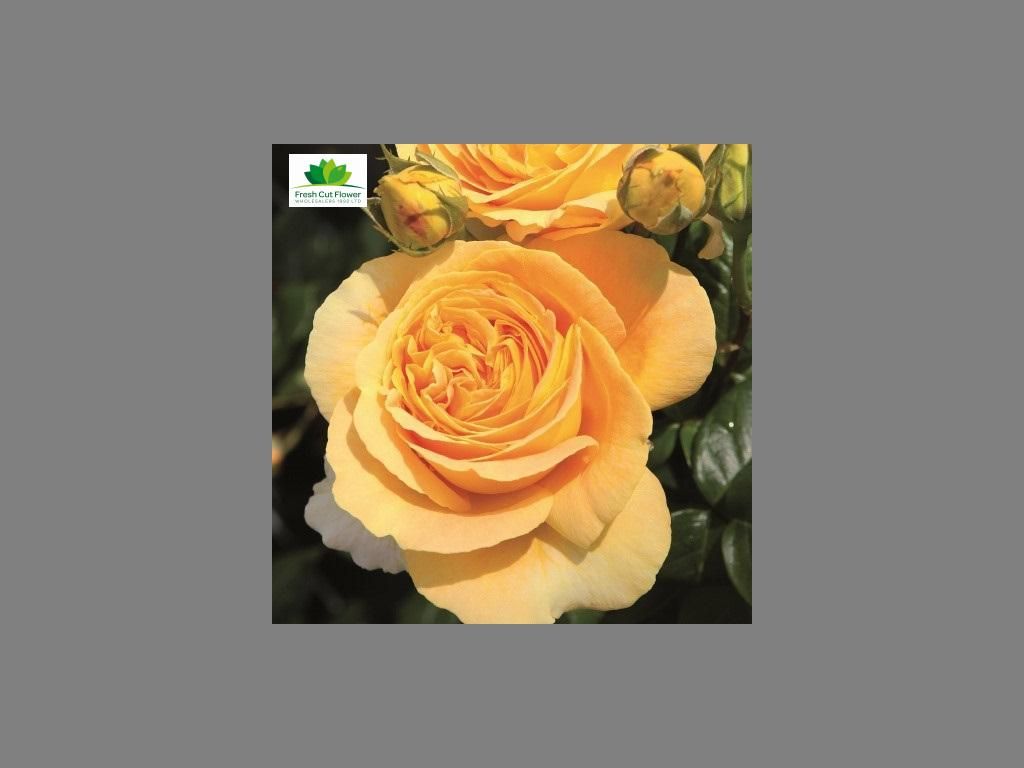 Colombian Garden Rose - Candlelight