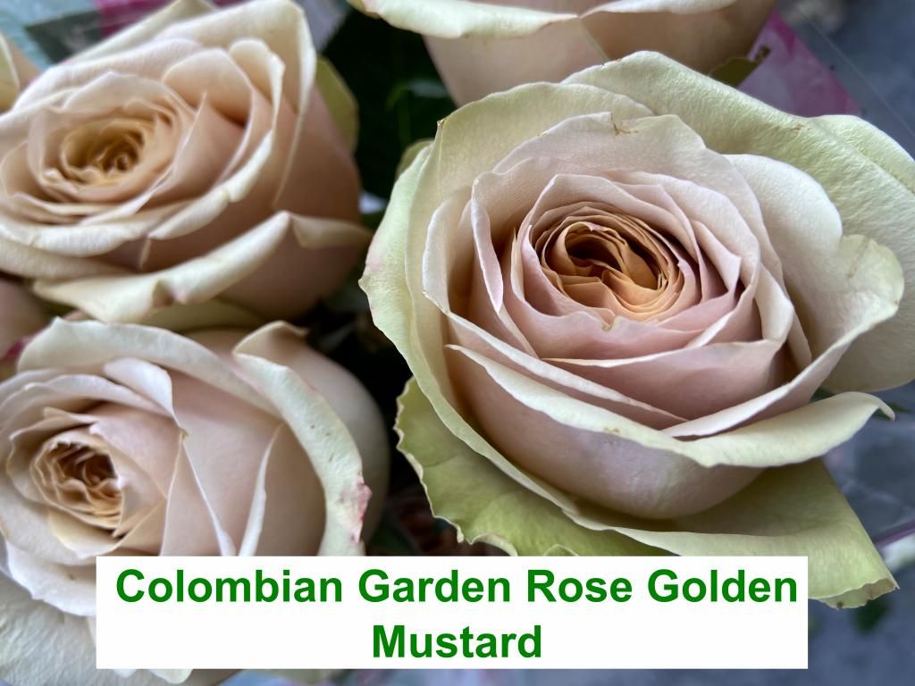Colombian Garden Rose - Golden Mustard