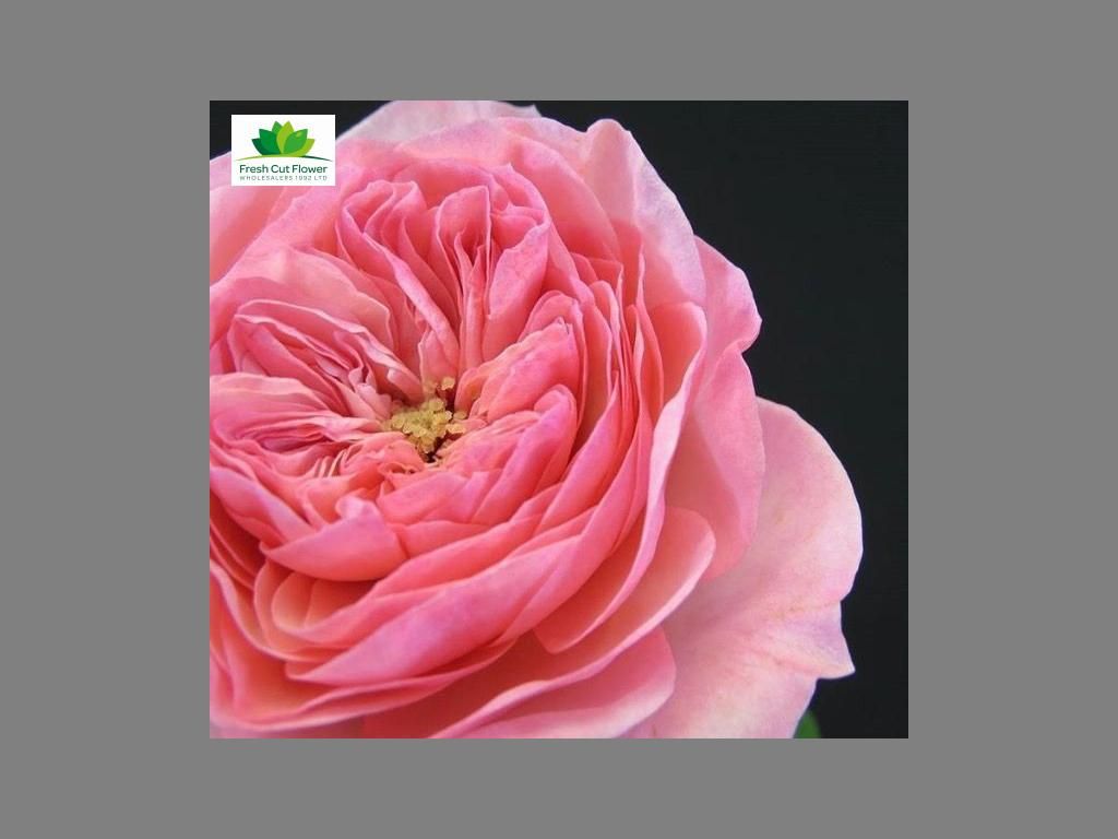 Colombian Garden Rose - Maria Theresa