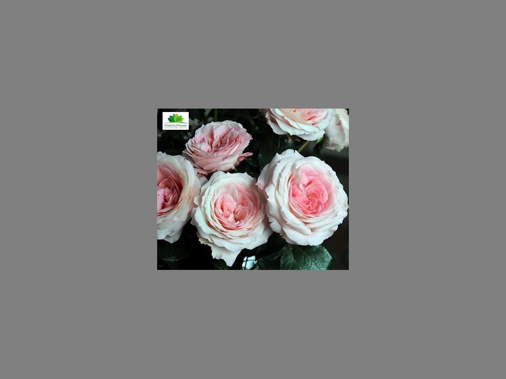 Colombian Garden Rose - Myra's Bridal Pink