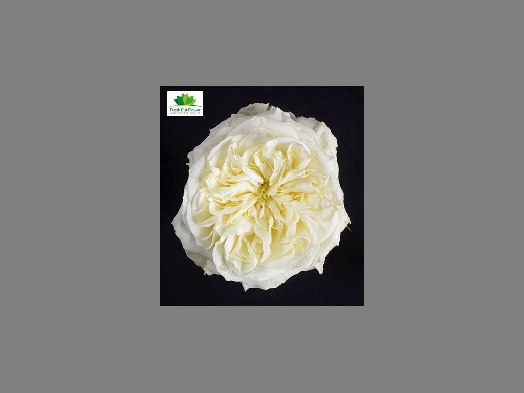 Colombian Garden Rose - Myra's White