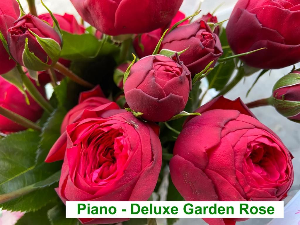 Colombian Garden Rose - Piano