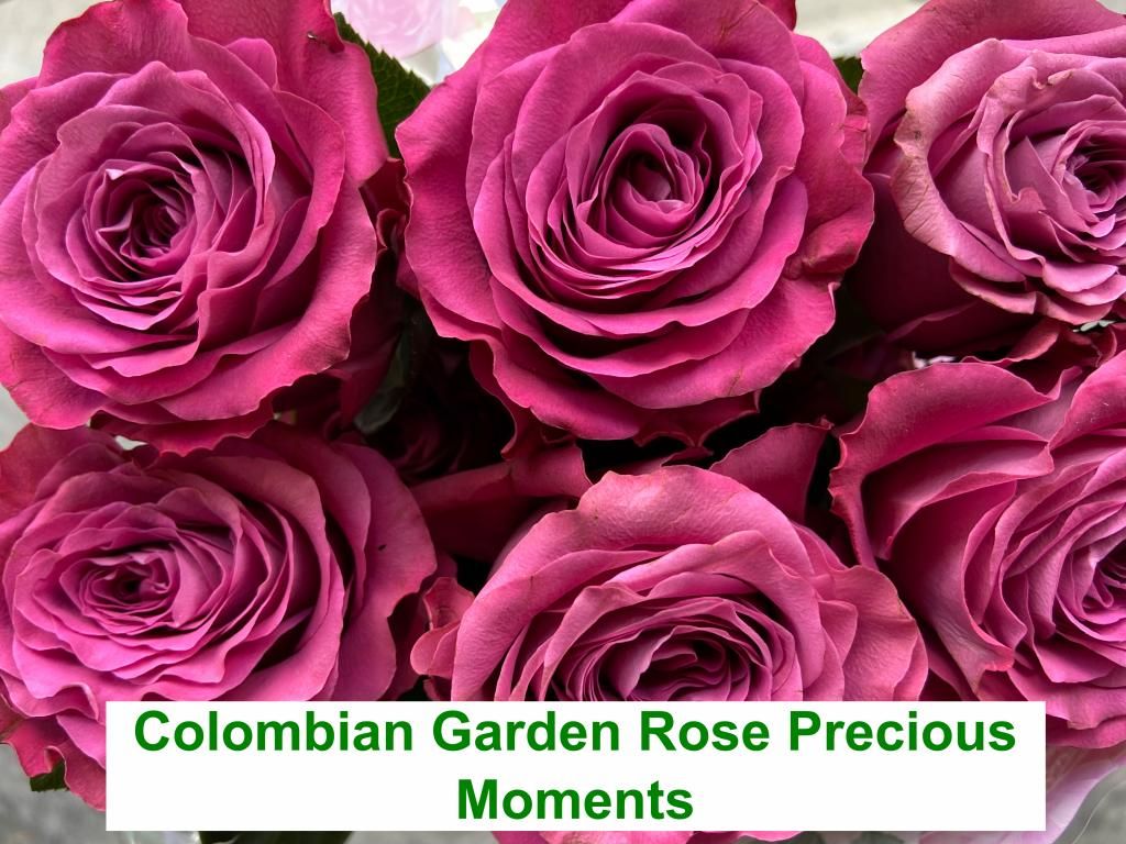 Colombian Garden Rose - Precious Moments