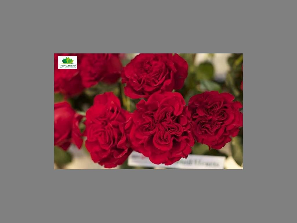 Colombian Garden Rose - Wanted