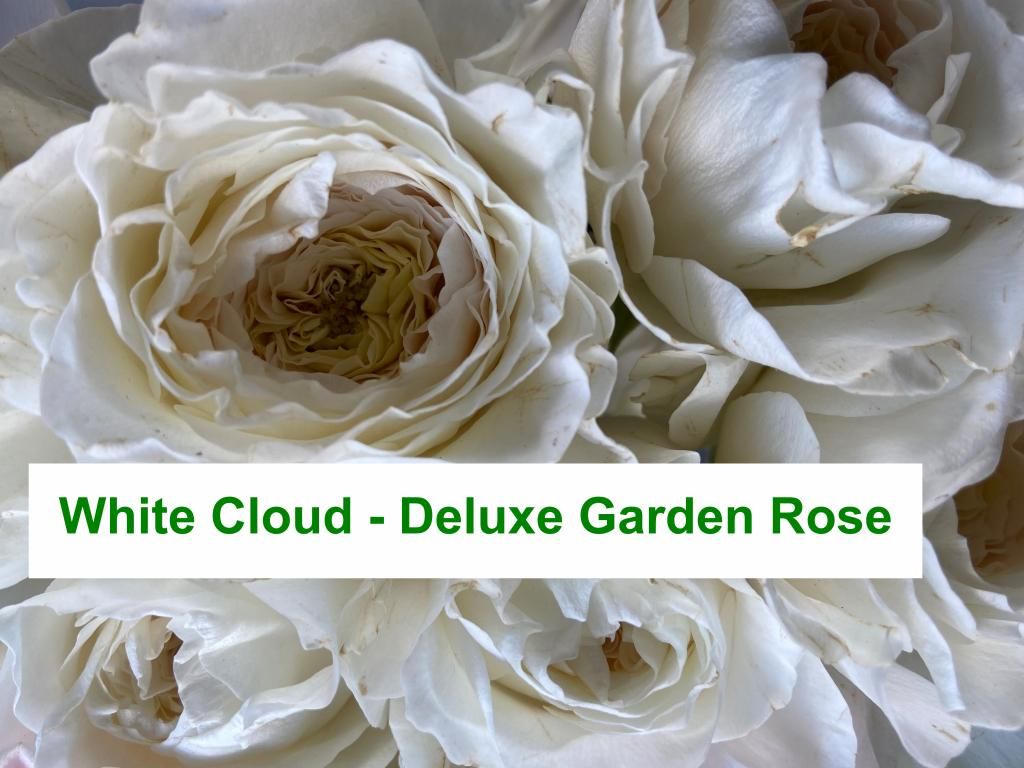 Colombian Garden Rose - White Cloud