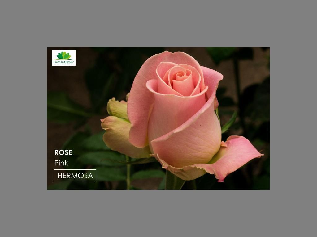 Colombian Premium Rose - Hermosa