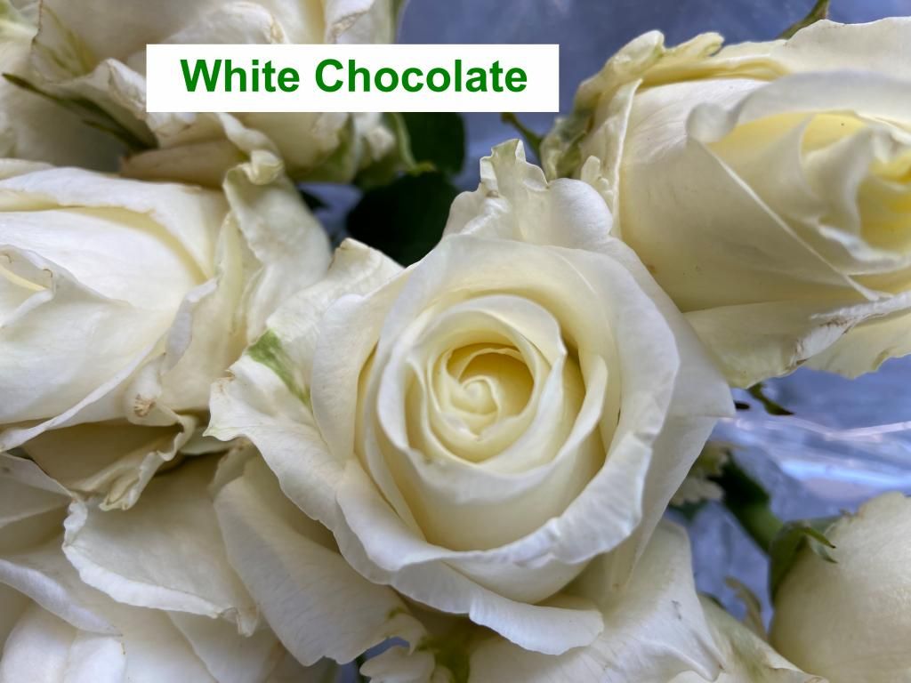 Colombian Premium Rose - White Chocolate