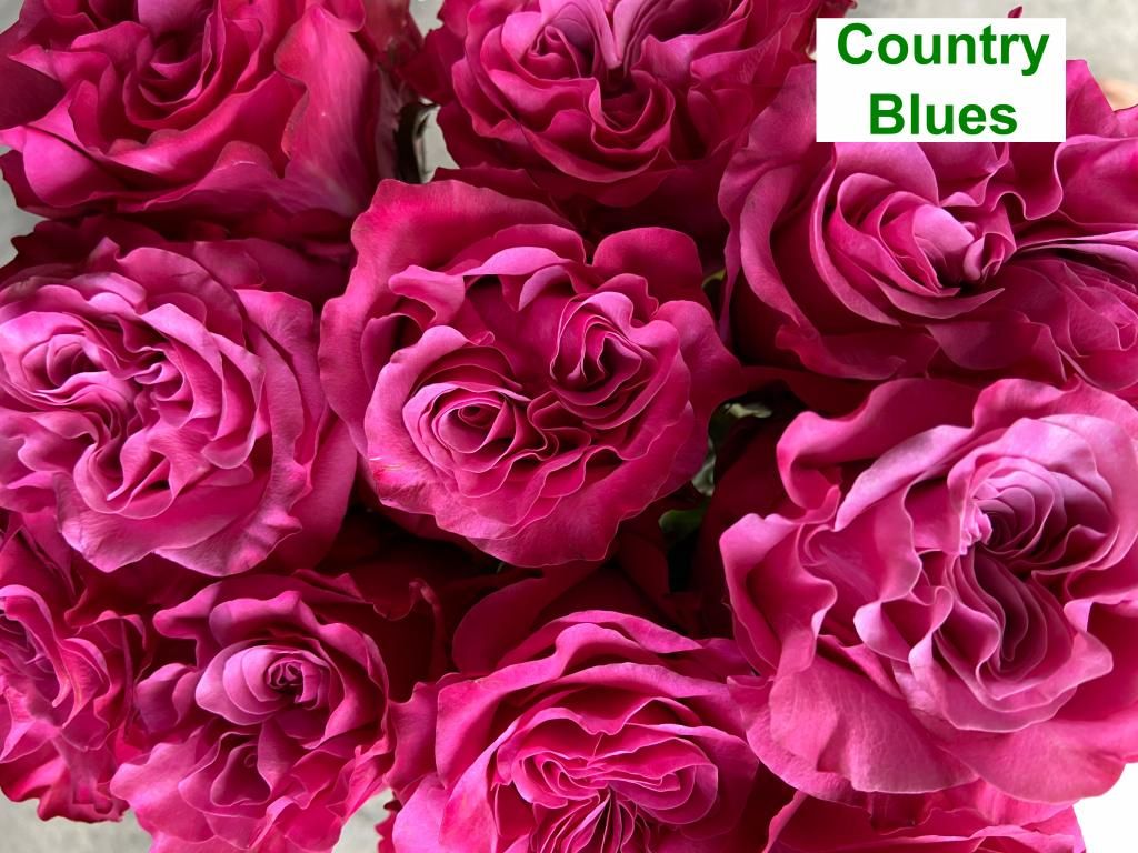 Colombian Garden Rose - Country Blues