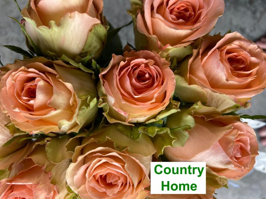 Colombian Garden Rose - Country Home