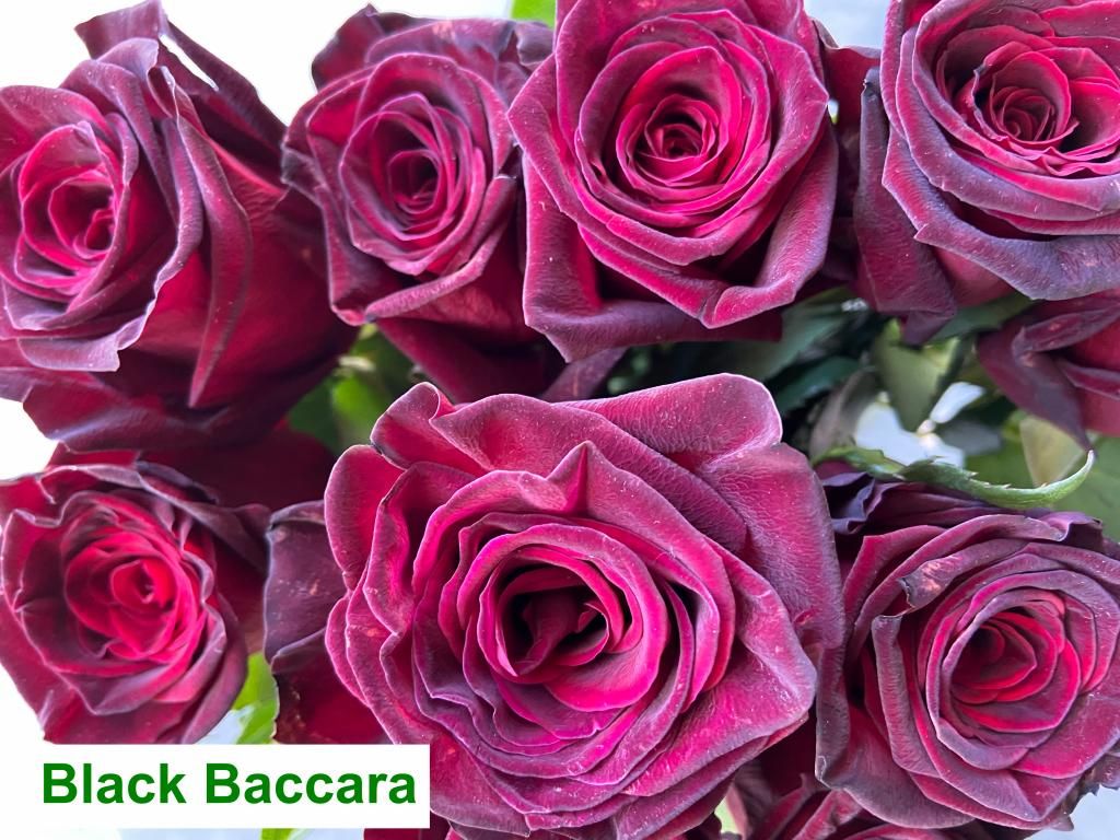 Colombian Premium Rose - Black Bacarra