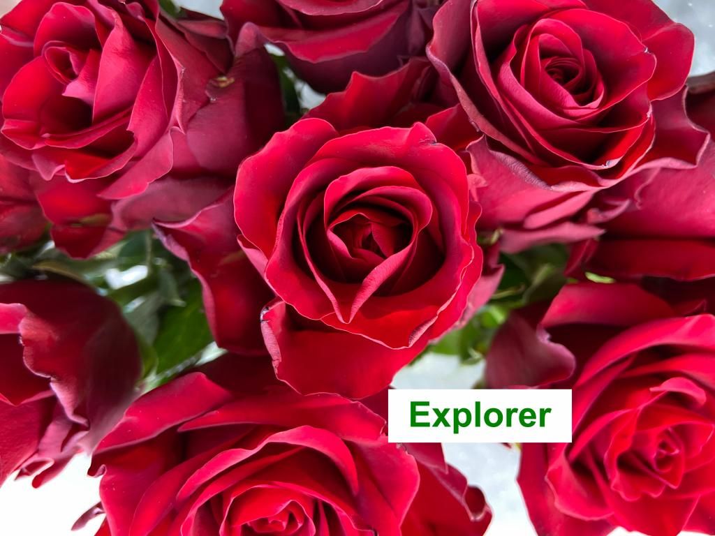 Colombian Premium Rose - Explorer