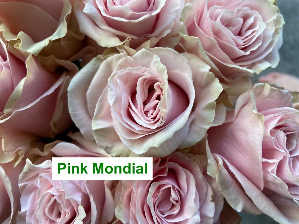 Colombian Premium Rose - Pink Mondial