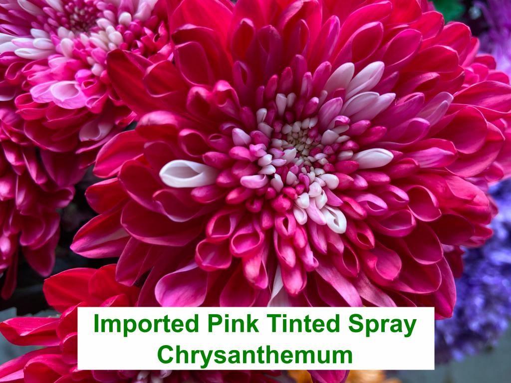 Imported Pink Tinted Spray Chrysanthemum