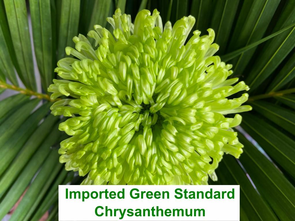 Imported Green Standard Chrysanthemum