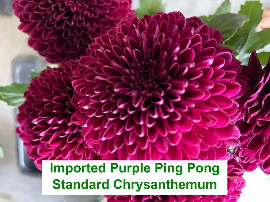 Imported Purple Ping Pong Standard Chrysanthemum