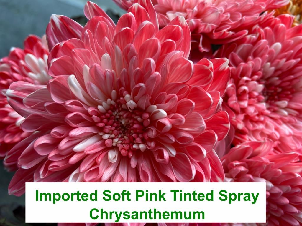 Imported Soft Pink Spray Chrysanthemum