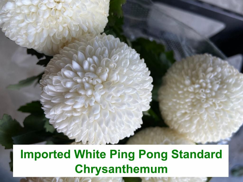 Imported White Ping Pong Standard Chrysanthemum