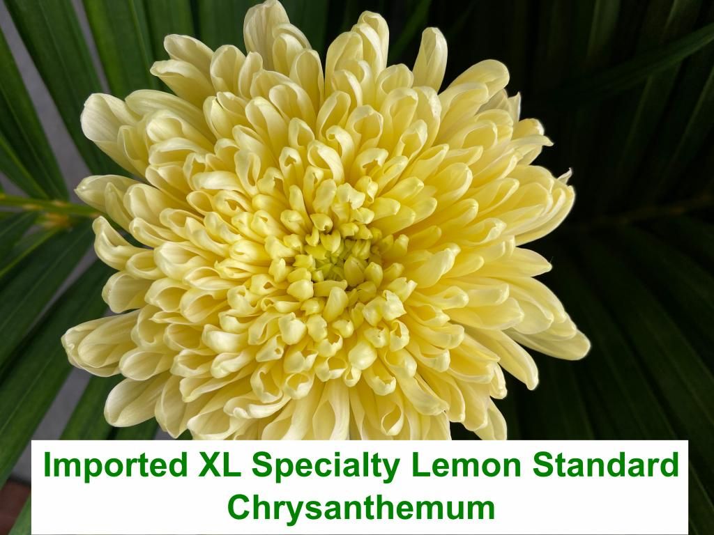 Imported XL Specialty Lemon Standard Chrysanthemum
