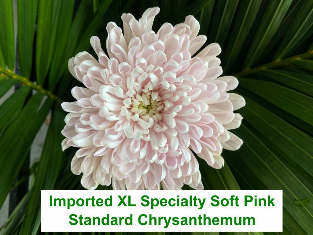 Imported XL Specialty Soft Pink Standard Chrysanthemum