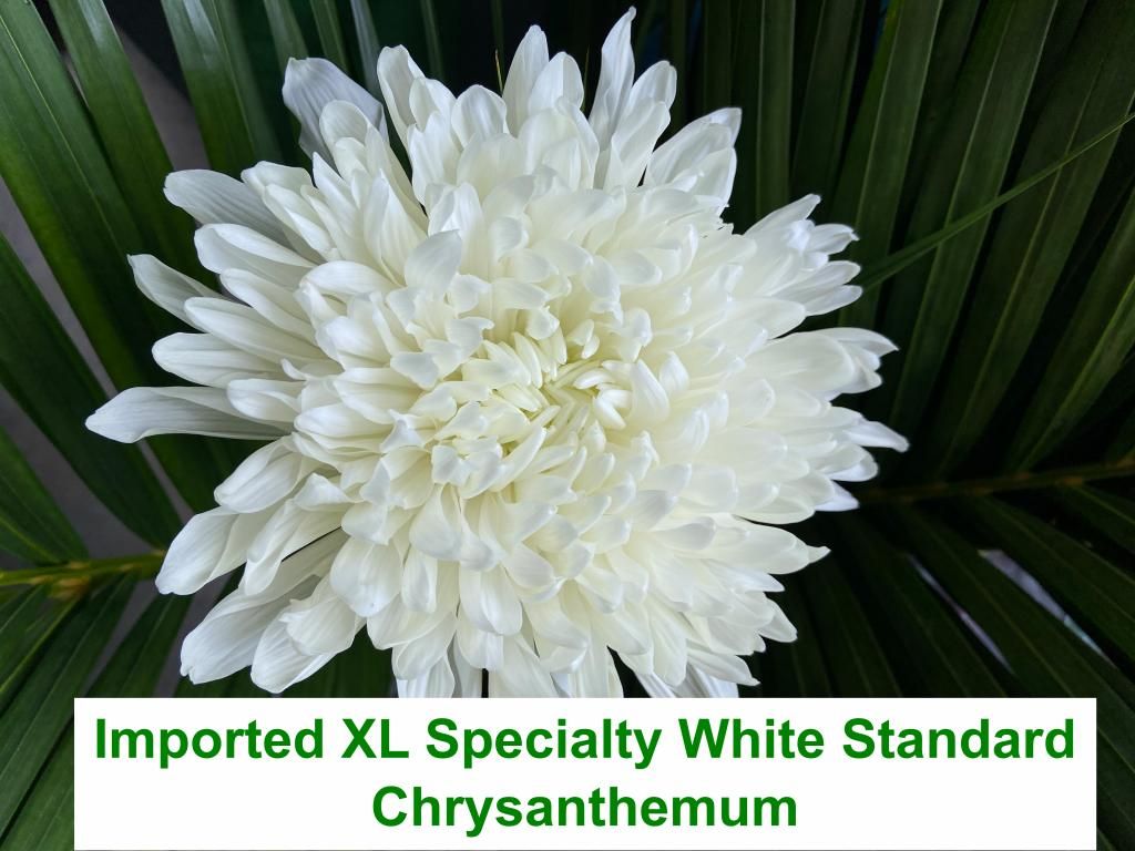 Imported XL Specialty White Standard Chrysanthemum
