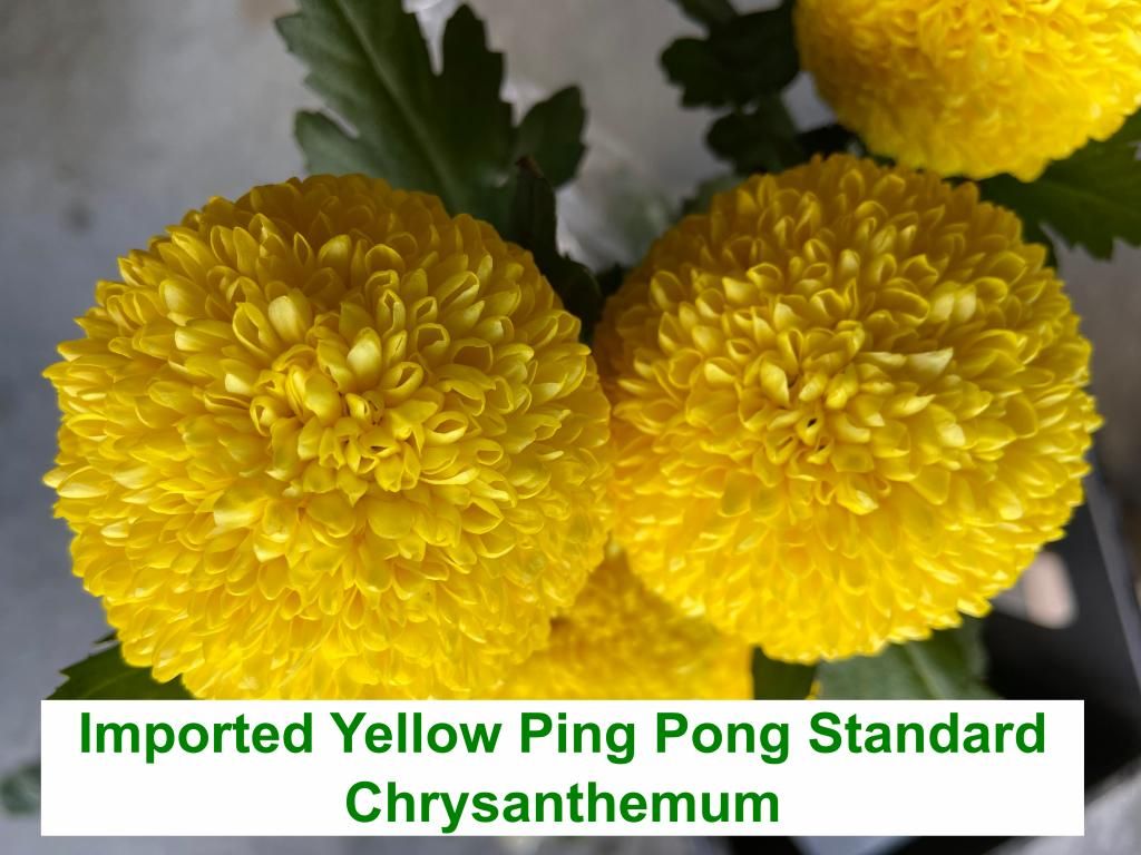 Imported Yellow Ping Pong Standard Chrysanthemum