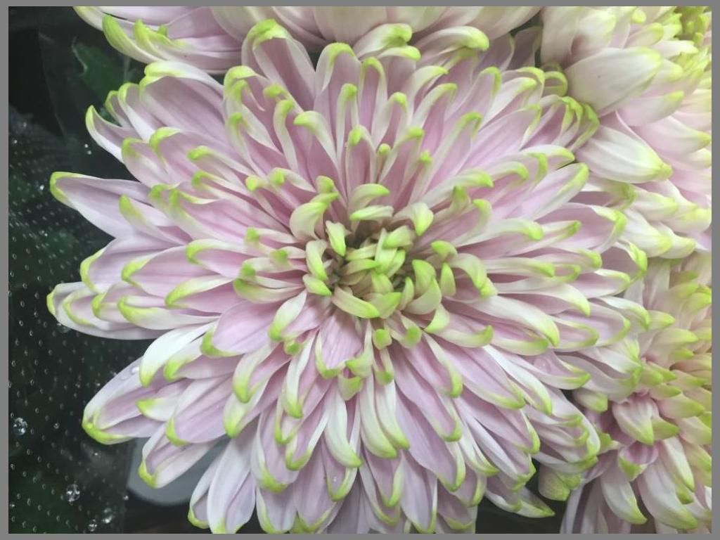 Imported Pink with Green Tip Standard Chrysanthemum