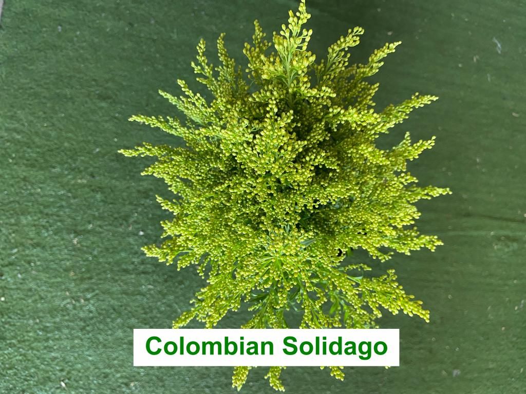 Imported Colombian Solidago 