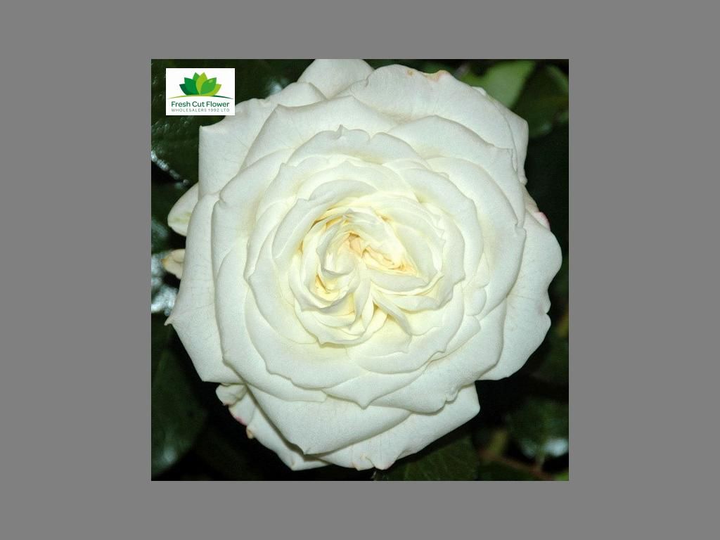 Colombian Garden Rose - Alabaster