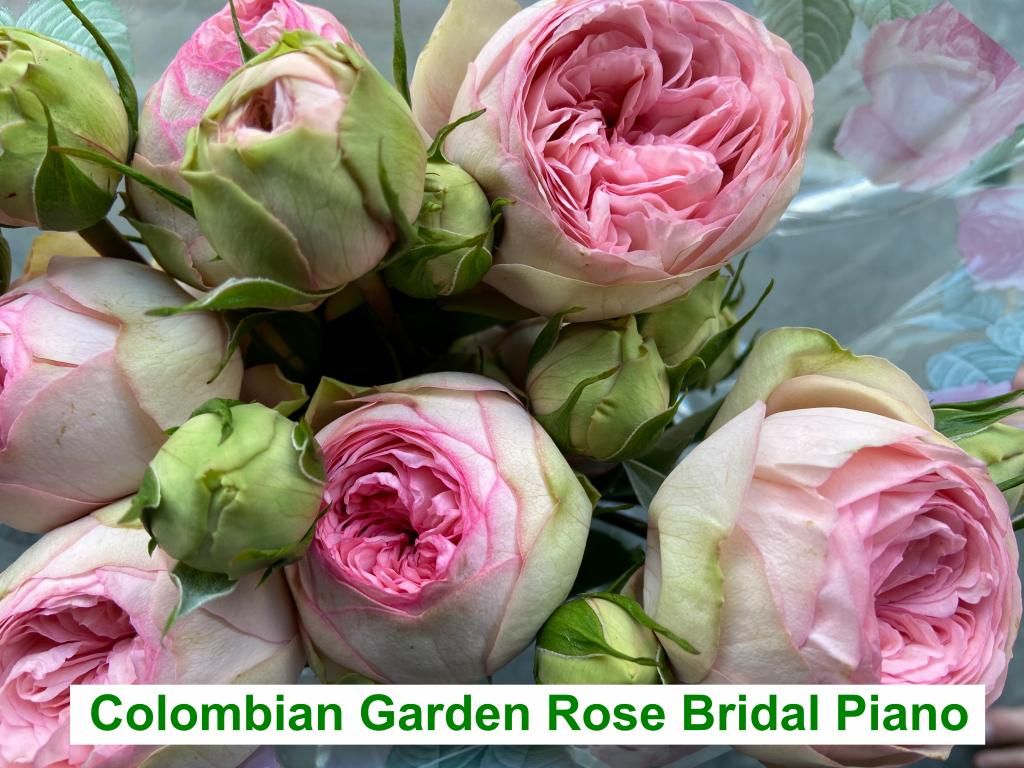 Colombian Garden Rose - Bridal Piano