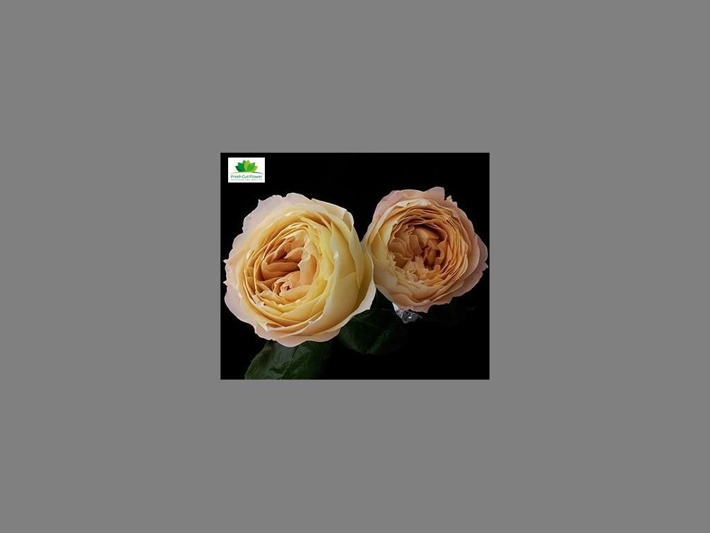 Colombian Garden Rose - Caramel Antike