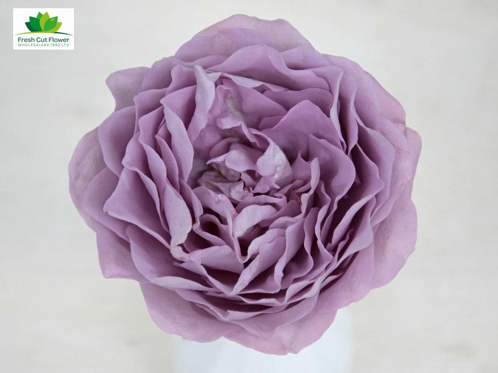 Colombian Garden Rose - Lavender Bouquet