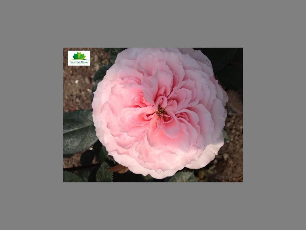 Colombian Garden Rose - Myra's Rose