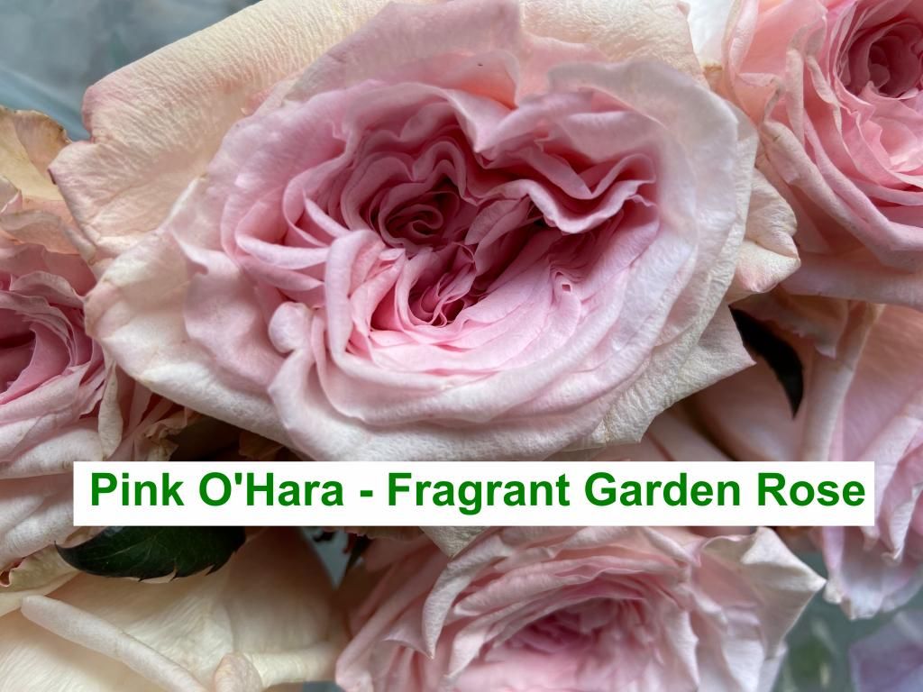 Colombian Garden Rose - Pink O'Hara