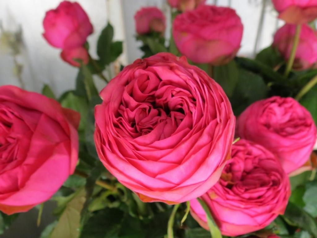 Colombian Garden Rose - Pink Piano