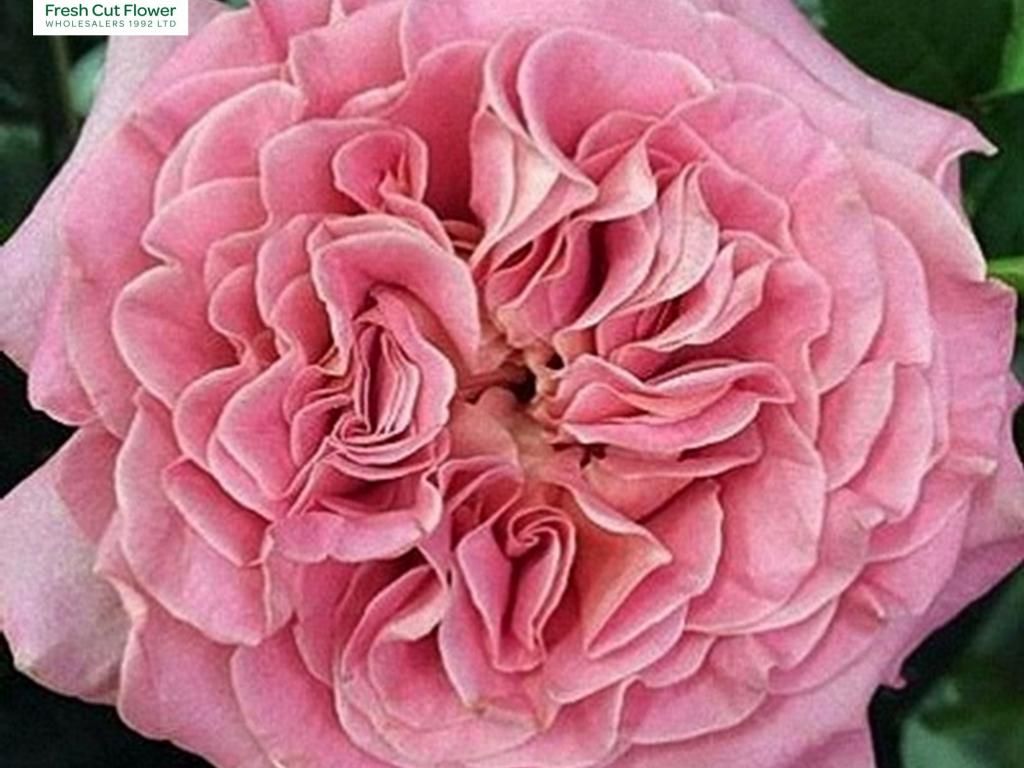 Colombian Garden Rose - Ashley