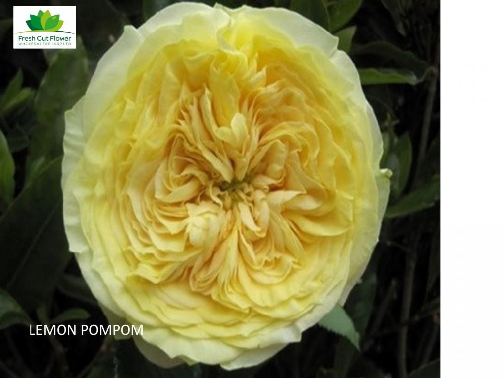 Colombian Garden Rose - Lemon Pompom