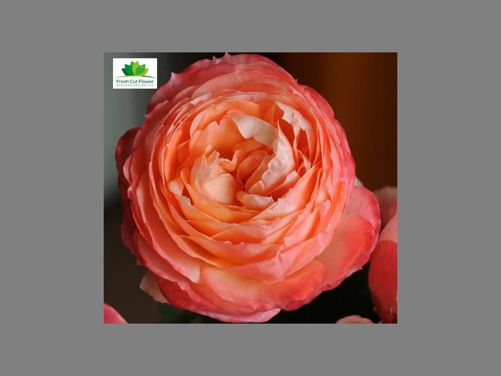 Colombian Garden Rose - Princess Aiko