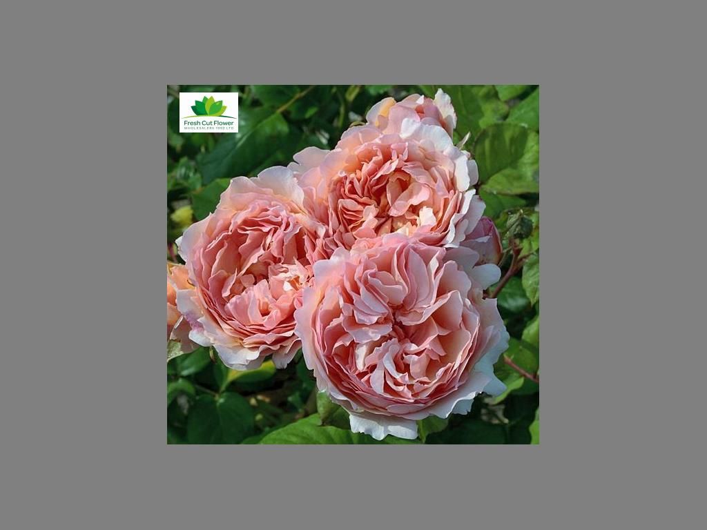 Colombian Garden Rose - Princess Charlene
