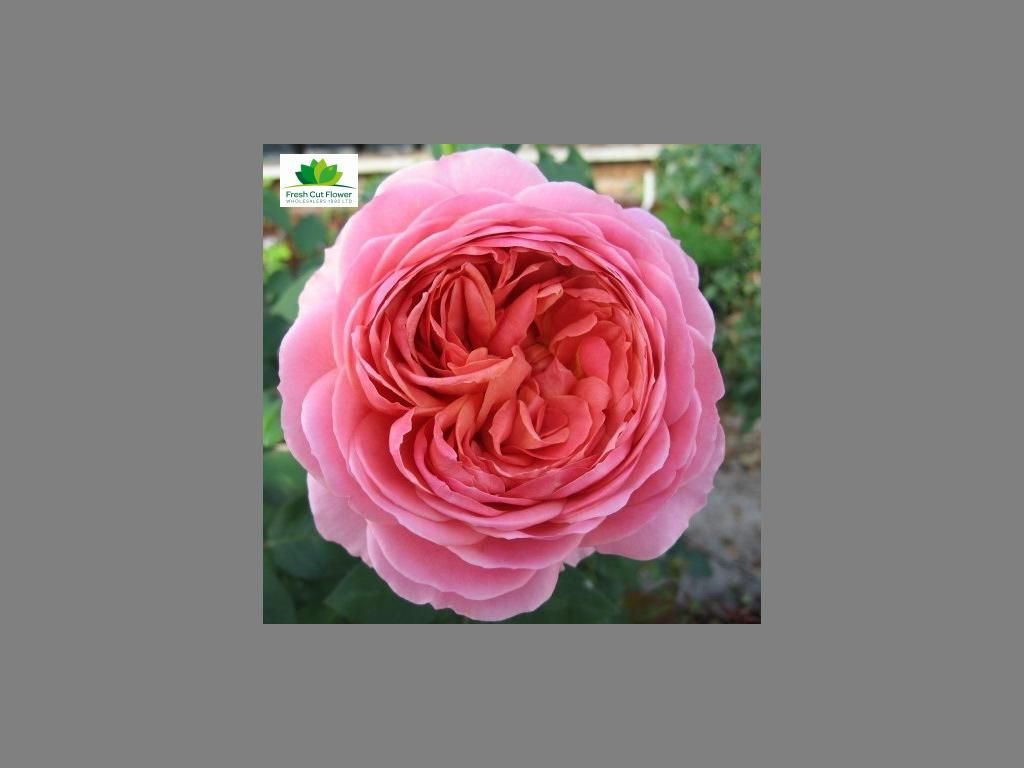 Colombian Garden Rose - Romantic Antike