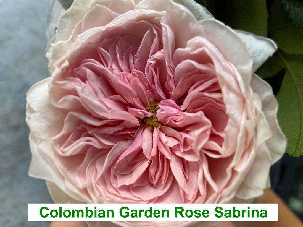 Colombian Garden Rose - Sabrina