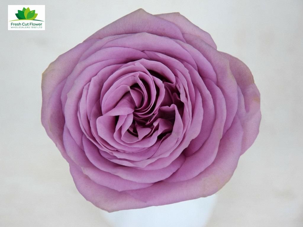 Colombian Garden Rose - Tiara