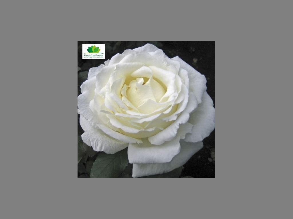 Colombian Garden Rose - Vitality