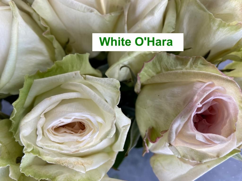 Colombian Garden Rose - White O'Hara
