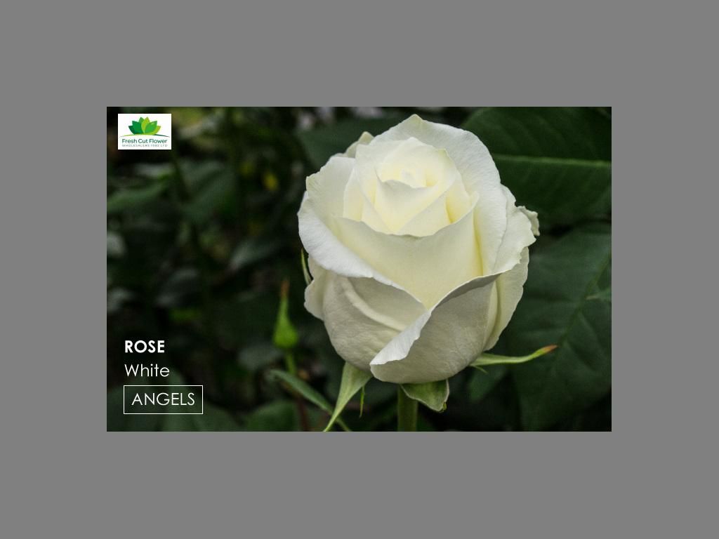 Colombian Premium Rose - Angels