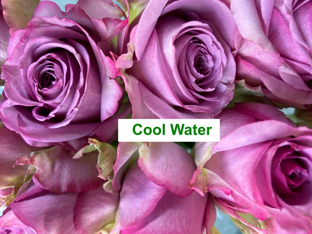Colombian Premium Rose - Cool Water