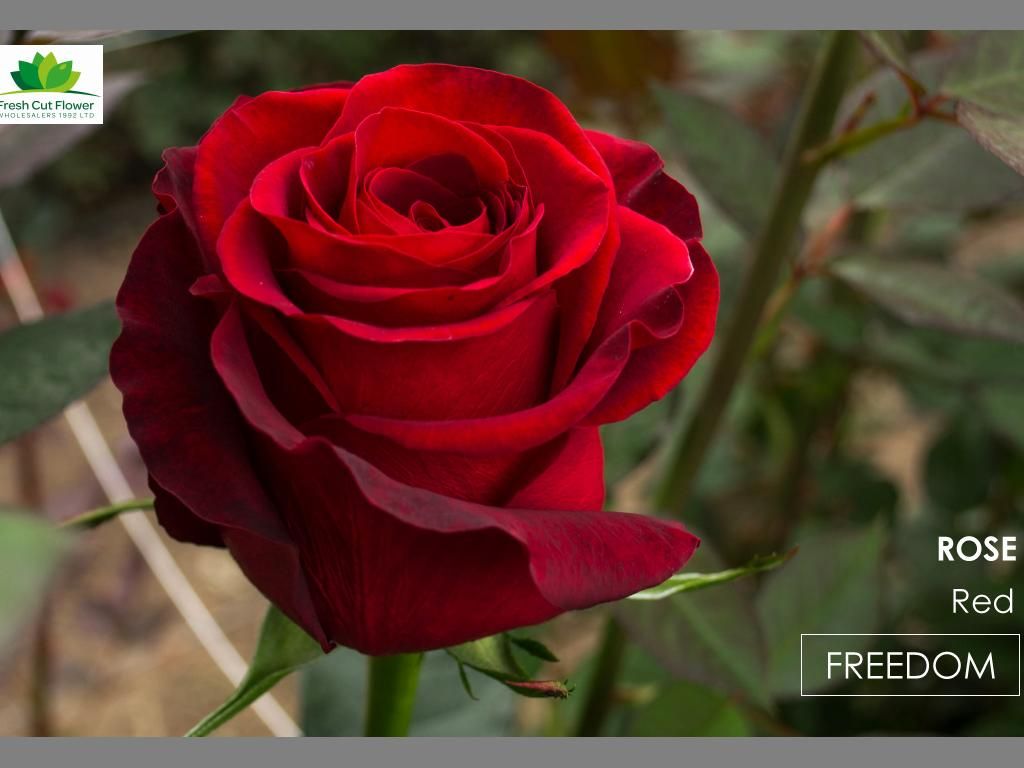 Colombian Premium Rose - Freedom - Red
