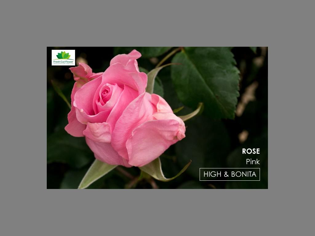 Colombian Premium Rose - High and Bonita