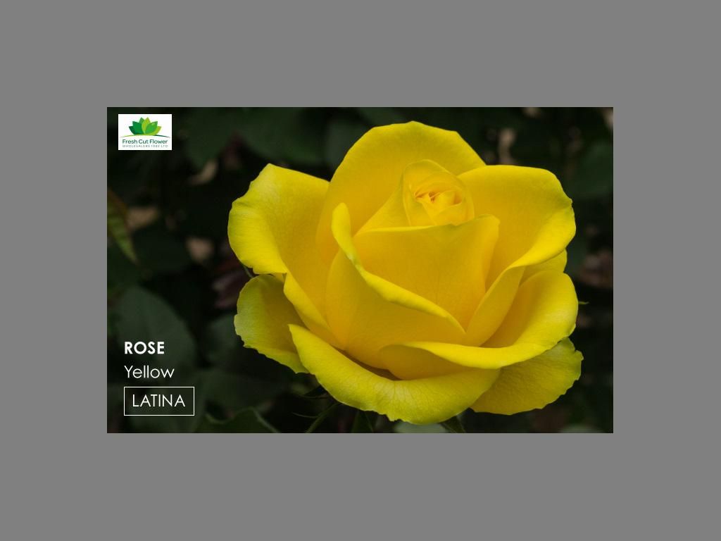 Colombian Premium Rose - Latina