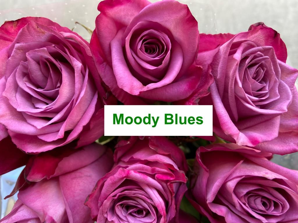 Colombian Premium Rose - Moody Blues